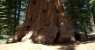 sequoia (1000Wx750H) - sequoia 