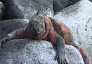 isole galapagos