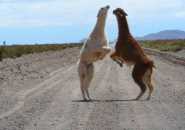 Due Lama si Confrontano per una femmina, proprio sulla RN 40 poco dopo tres Morros, abbiamo aspettato circa 10 minuti perchè in quel tratto la strada è stretta, poi si sono accorti della nostra presenza e si sono spostati..