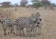 ......safari 2007